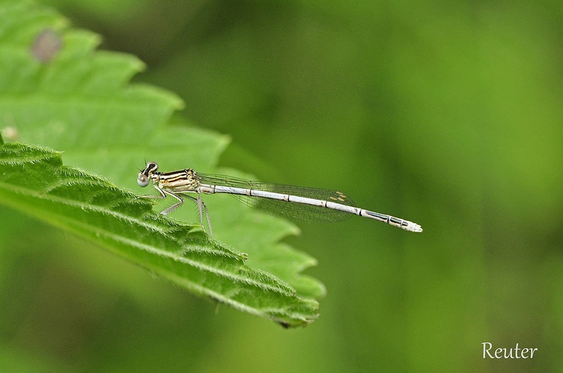 Blaue Federlibelle _Platycnemis pennipes_  Gemeine Federlibelle.jpg